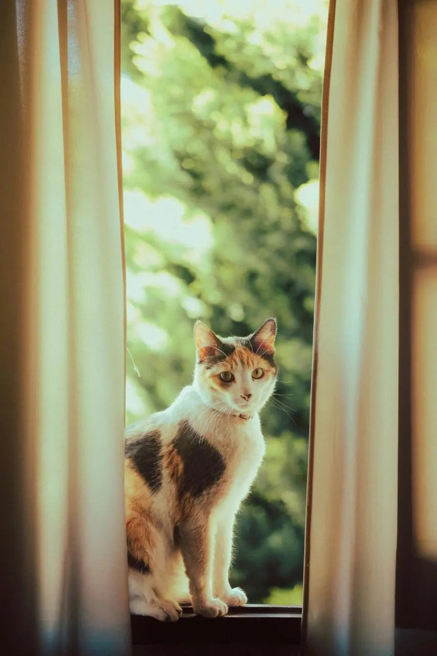 カーテンのそばにいる猫